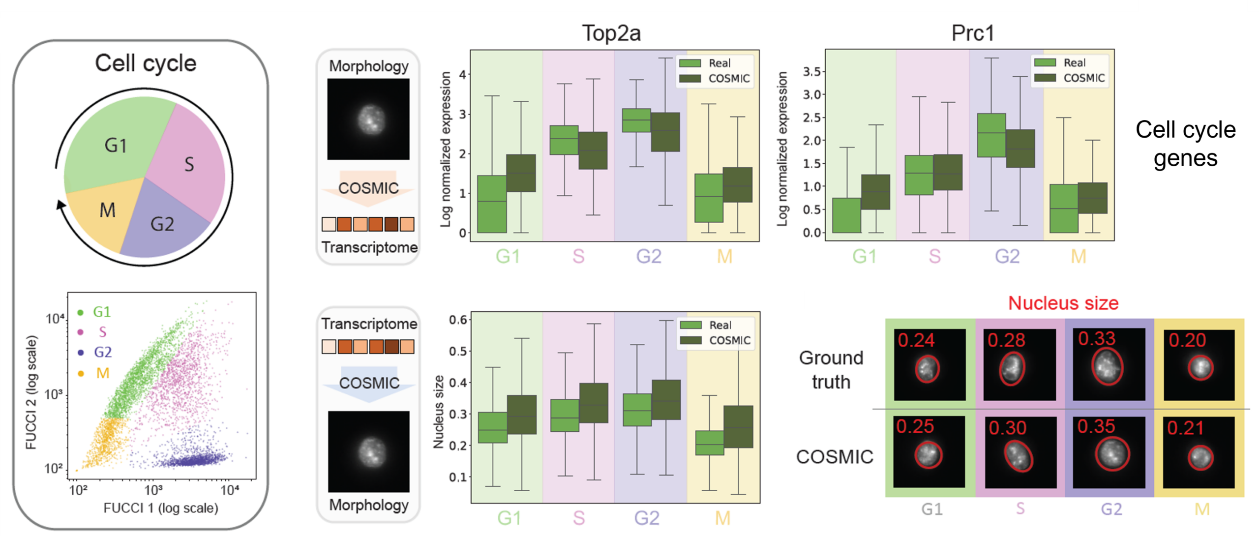 COSMIC_cellcycle_1